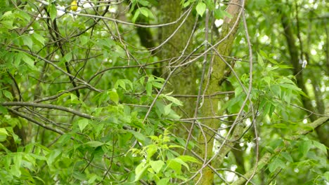 Ein-Kleiner-Grüner-Und-Gelber-Vogel-Springt-Zu-Einem-Anderen-Vogel,-Der-Wegfliegt-Und-Im-Winter-Auf-Einem-Ast-Im-Wald-In-Kanada-Landet