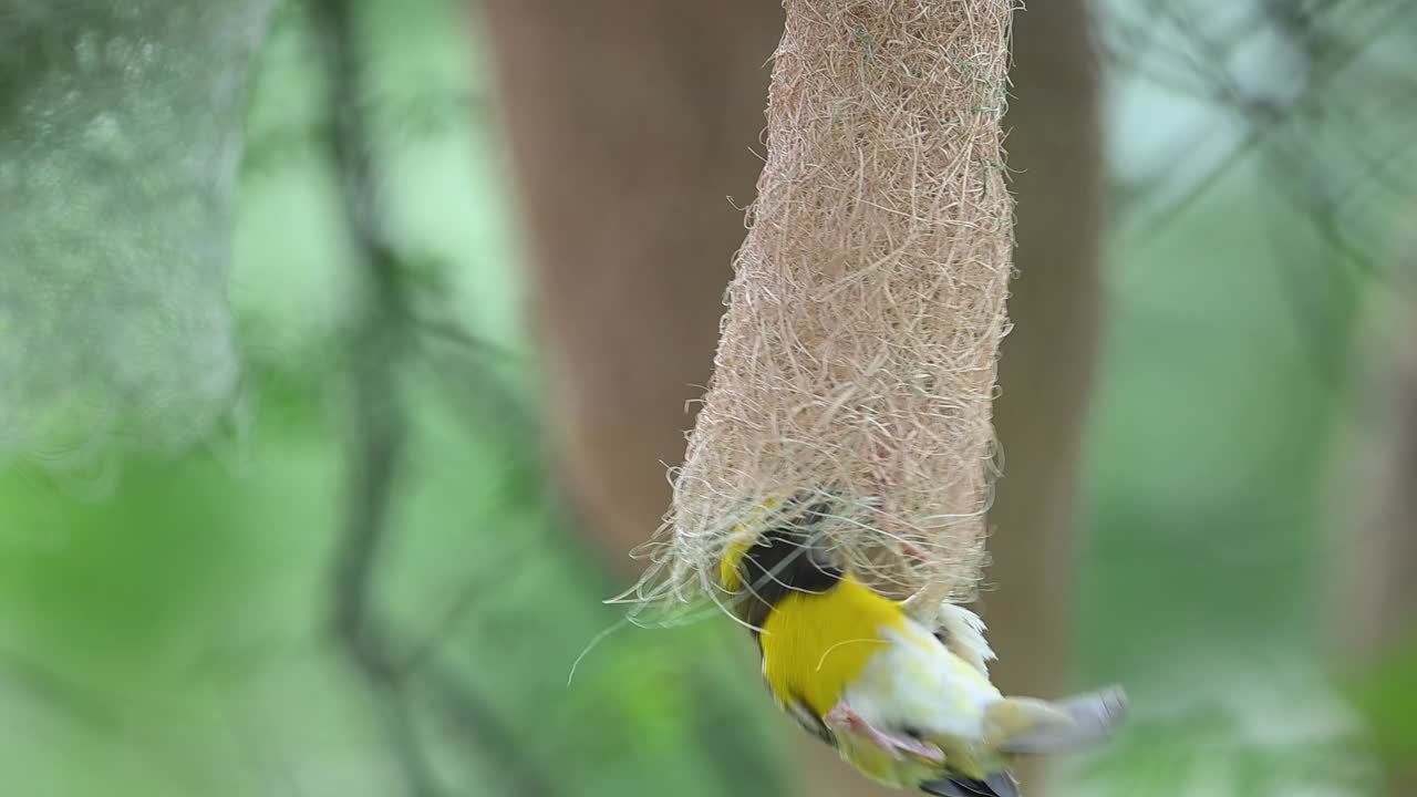 Bird constructs inner tunnel in nest before leaving