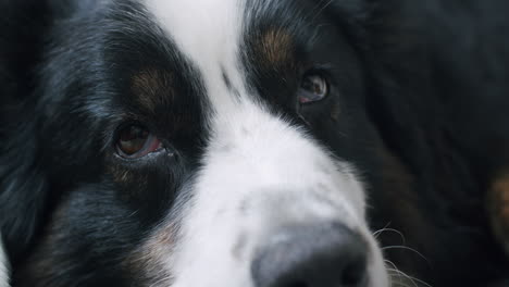 Medium-close-up-shot-of-an-Australian-shepherd-sleeping-on-the-floor