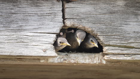 young european starling fledglings watching out of the nest in a rafter