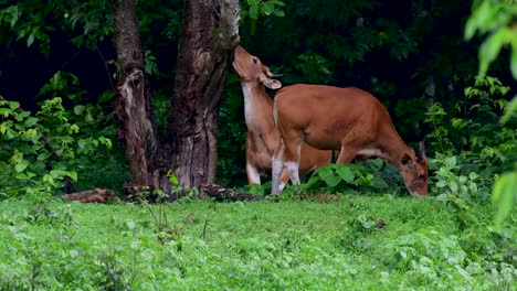 Banteng-Oder-Tembadau-Ist-Ein-Wildrind,-Das-In-Südostasien-Vorkommt-Und-In-Einigen-Ländern-Ausgestorben-Ist