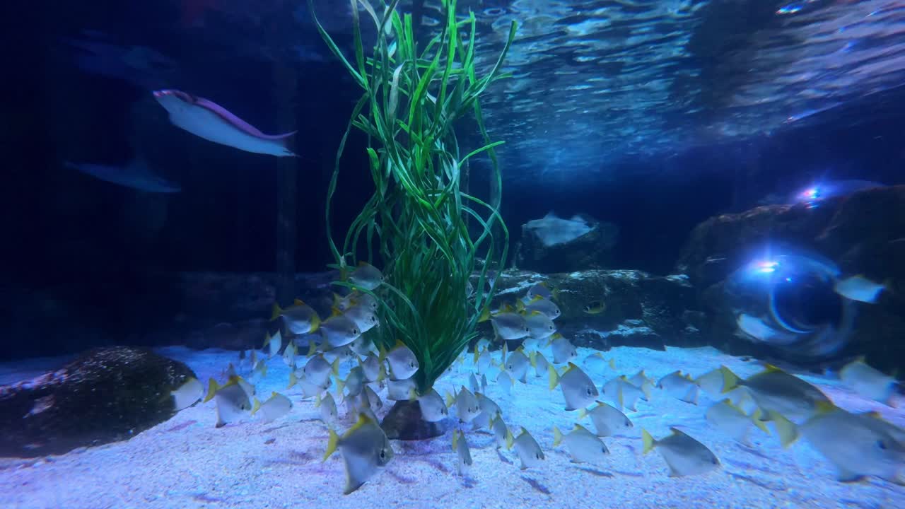 A school of tropical fish swims near seaweed in a peaceful underwater aquarium setting