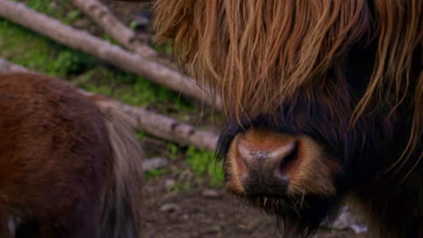 slow motion closeup of a black and brown mature yak with very long horns and a yellow ear tag