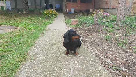 Schöner-Schwarzer-Dackelhund,-Der-Draußen-Im-Hof-Sitzt