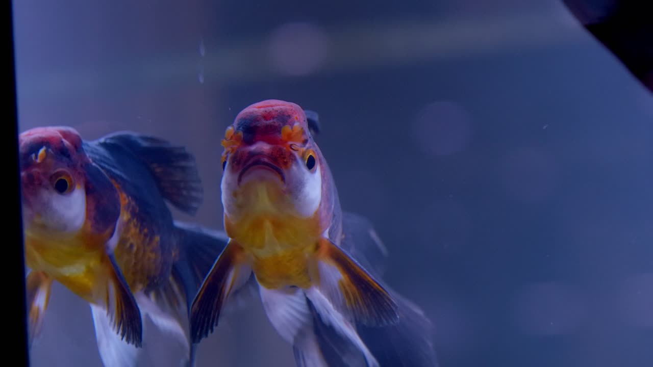 primer plano de un pez dorado cabeza de león buscando comida