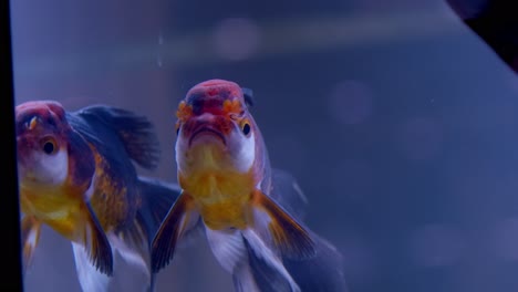 closeup of lionhead goldfish looking for food
