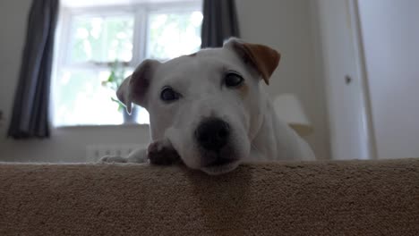 jack russell cross laying down and resting head on top of stairs indoors