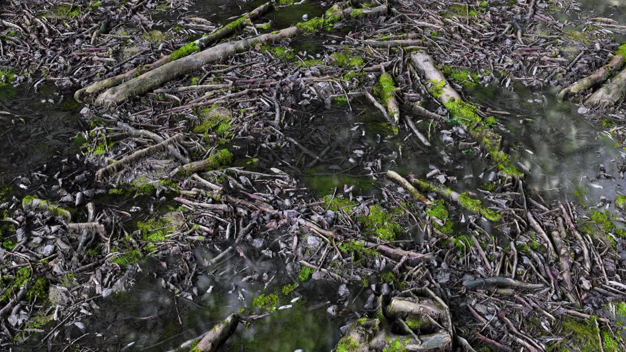 лесная петля