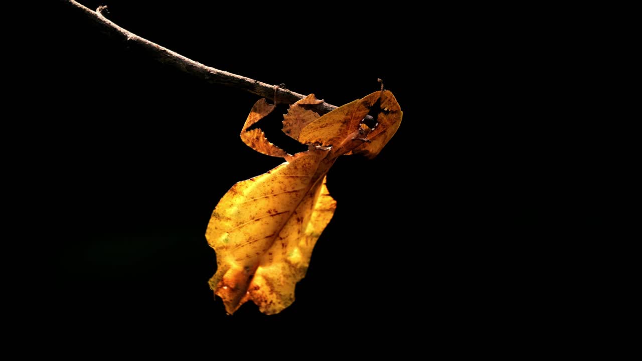 Insetto foglia di Giava, Phyllium pulchrifolium, femmina, forma gialla, filmato 4K