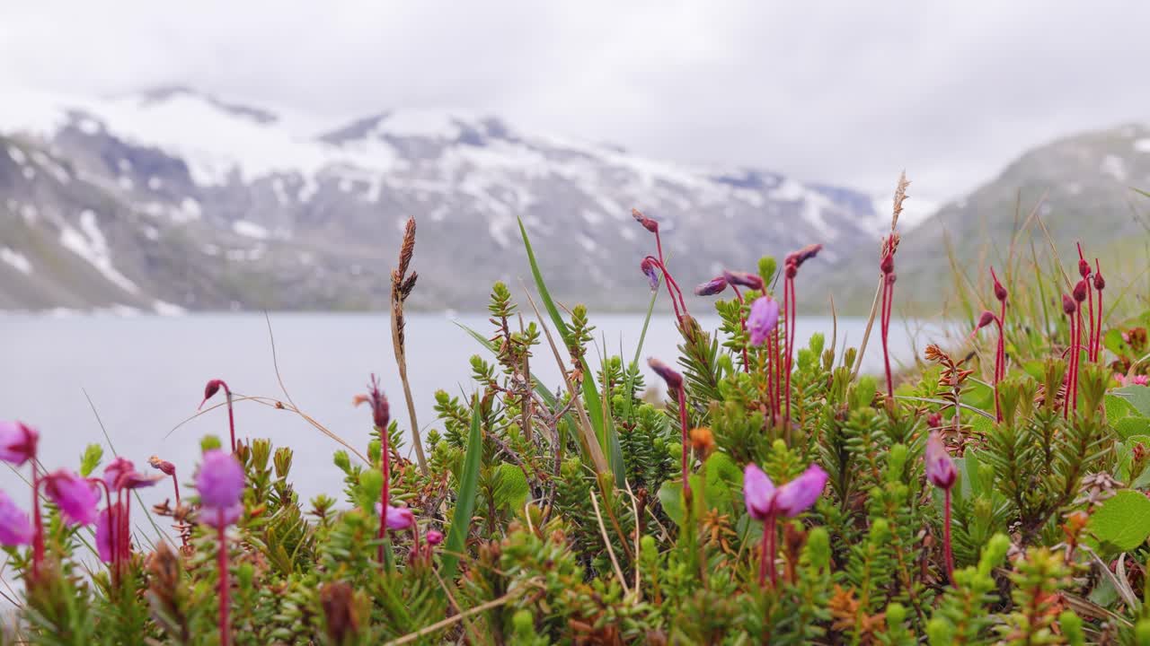 북극 드라, 아름다운 자연, 노르웨이 자연 풍경