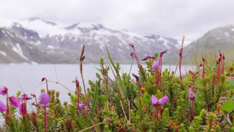 Arktischen-Tundra.-Schöne-Natur-Norwegen-Naturlandschaft.