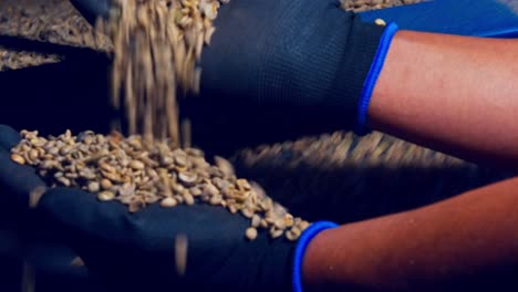 inspecting unroasted coffee beans as the tumble out of the gravity separator shaking machine