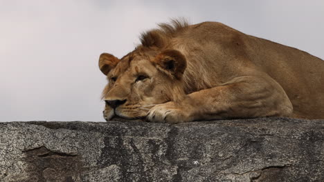 León-Relajándose-Sobre-Una-Roca-En-El-Parque-Nacional-Serengeti,-Tanzania