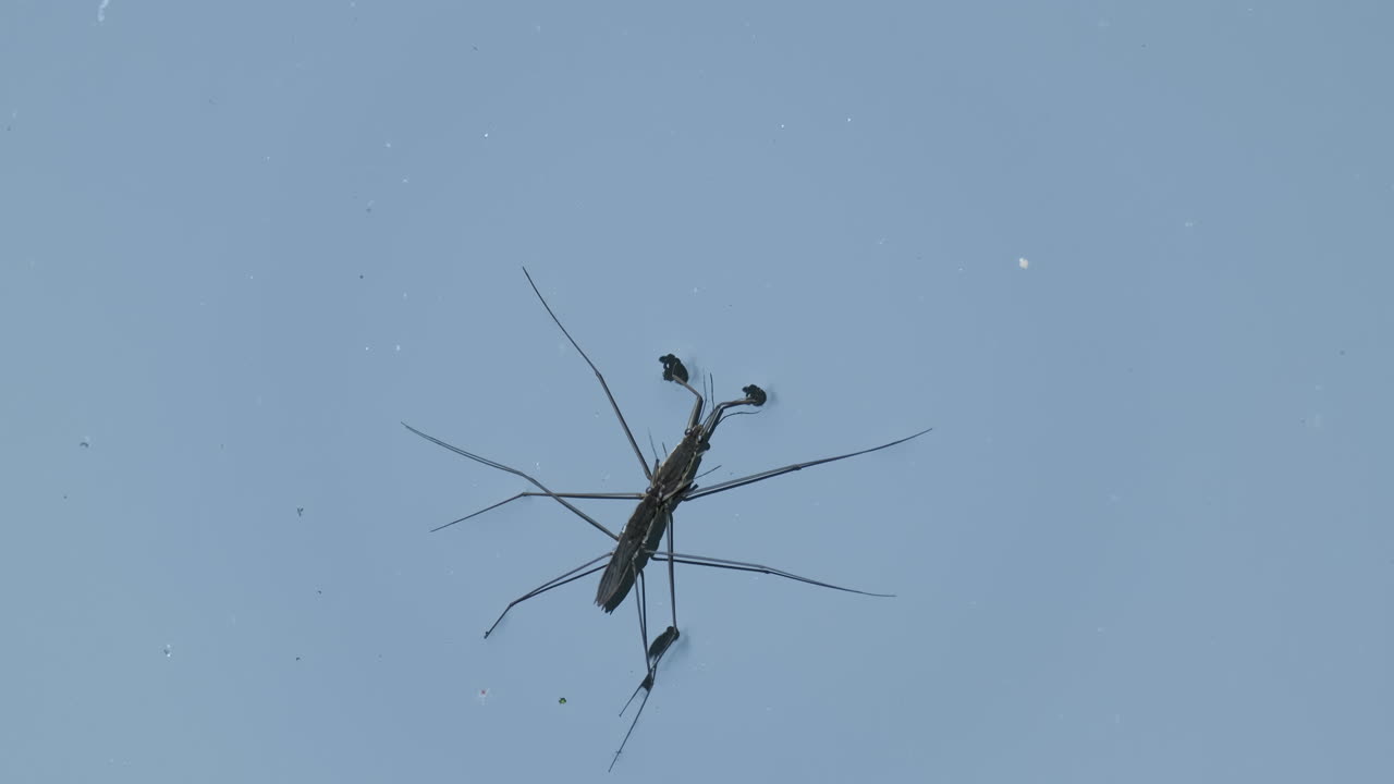 Close up of a water strider floating on water