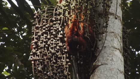 monos aulladores rojos colgados boca abajo comiendo frutos de una palmera en la selva peruana