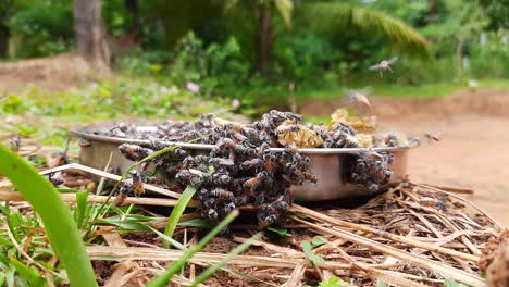 Static-zoom-in-shot-of-metal-container-full-of-honeycombs-and-bees