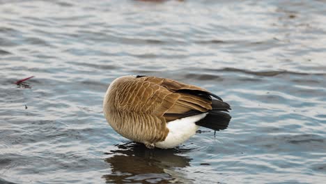 Im-Seichten-Wasser-Des-Ottawa-River-Reinigt-Eine-Kanadische-Gans-Ihr-Gefieder,-Indem-Sie-Den-Kopf-Hinter-Den-Körper-Legt-Und-Dann-Nach-Oben-Schaut