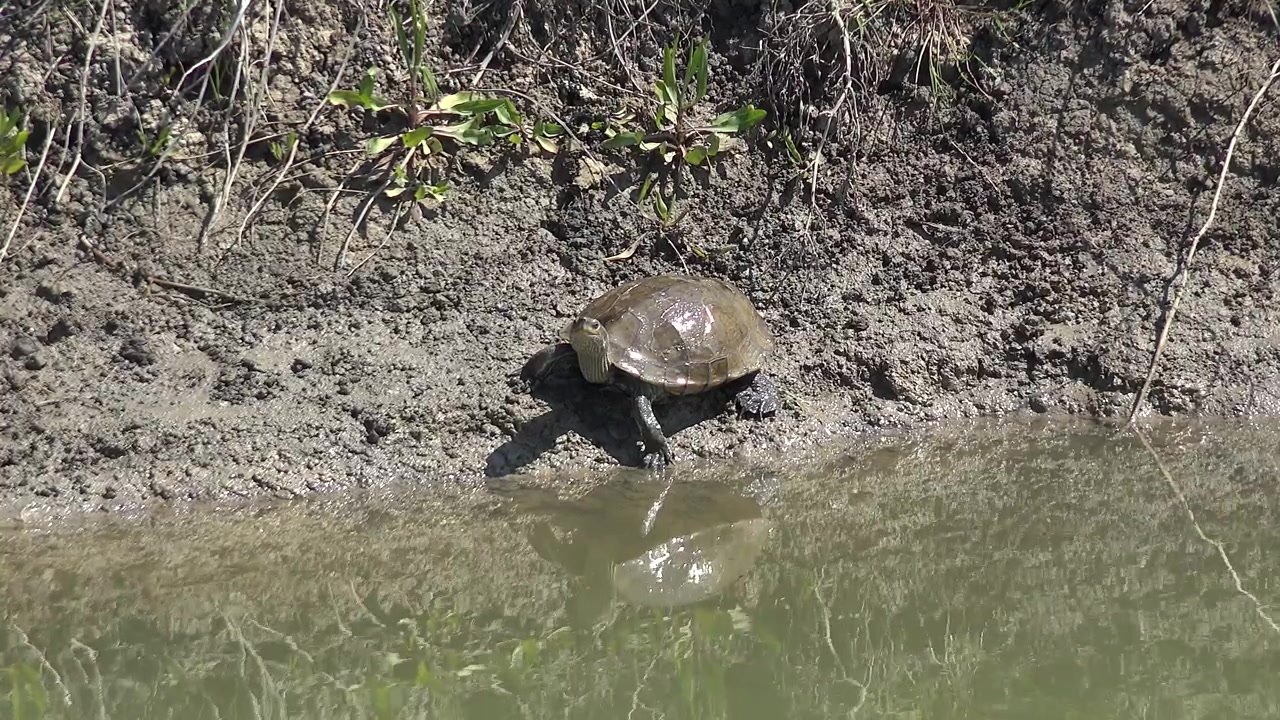A turtle resting on the muddy bank of a river