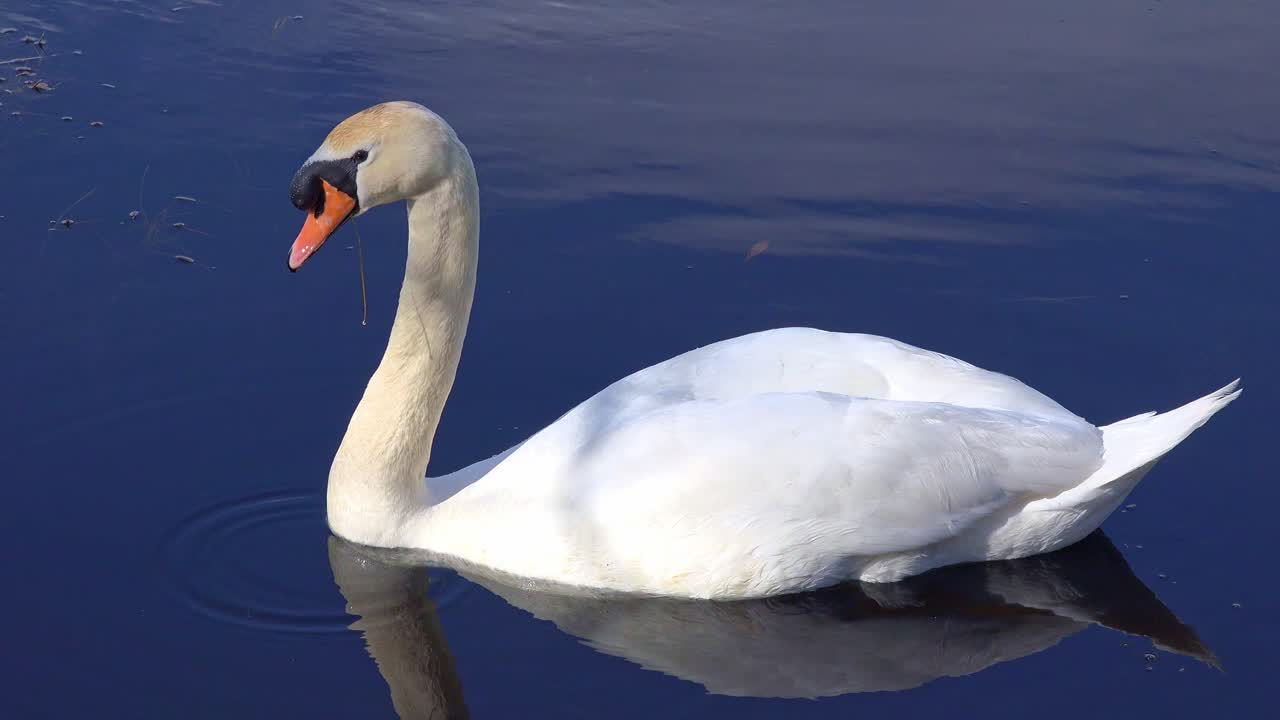 Swan on a tranquil lake in Ireland on an early spring balmy morning