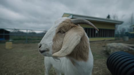 side view of boer goat with brown and white coat in a rural farm in coaticook, quebec, canada - closeup shot, slow motion