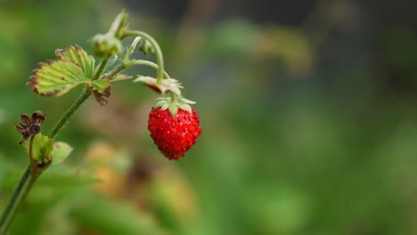 fresa silvestre en una planta
