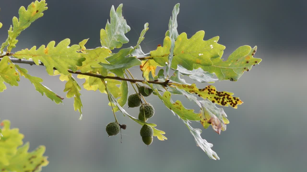 녹색 잎이 있는 참나무 가지에 매달려 있는 도토리를 닫습니다