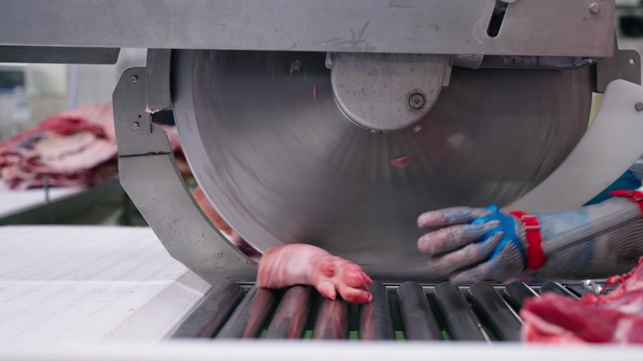 Industrial meat cutting machine slicing pork in slaughterhouse, food processing and butchery production line.