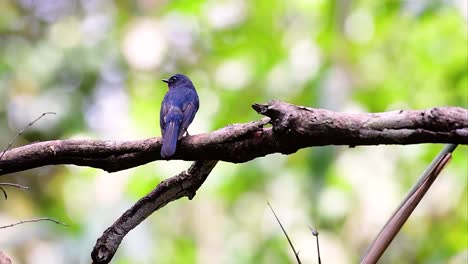 El-Papamoscas-Azul-De-La-Colina-Se-Encuentra-En-Un-Hábitat-De-Gran-Altura,-Tiene-Plumas-Azules-Y-Un-Pecho-Anaranjado-Para-El-Macho,-Mientras-Que-La-Hembra-Es-De-Color-Marrón-Canela-Pálido-Y-También-Con-Un-Pecho-Anaranjado-En-Transición