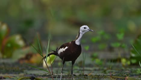 pájaro jacana de cola de faisán con flor de lirio de agua
