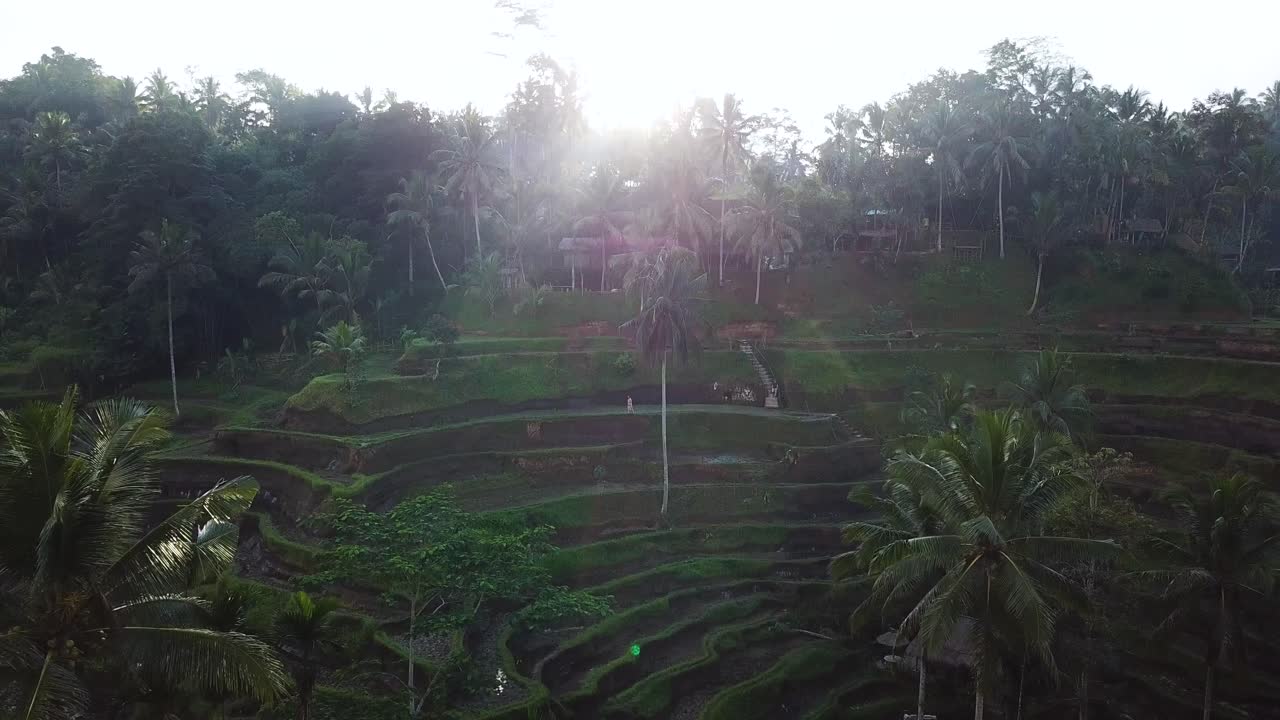 Pengambilan gambar drone bergerak ke bawah memperlihatkan banyak terasering sawah yang indah di Bali, Indonesia.