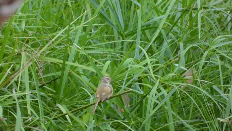 small flock of prinia birds perched in the long grass preening themselves