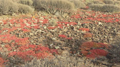 arid dried up cacti plants of las galletas tenerife island