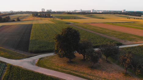 Fliegen-Um-Einen-Großen-Baum-Im-Sommer,-Während-Sonnenuntergang-Lens-Flare-Erscheint,-Antenne