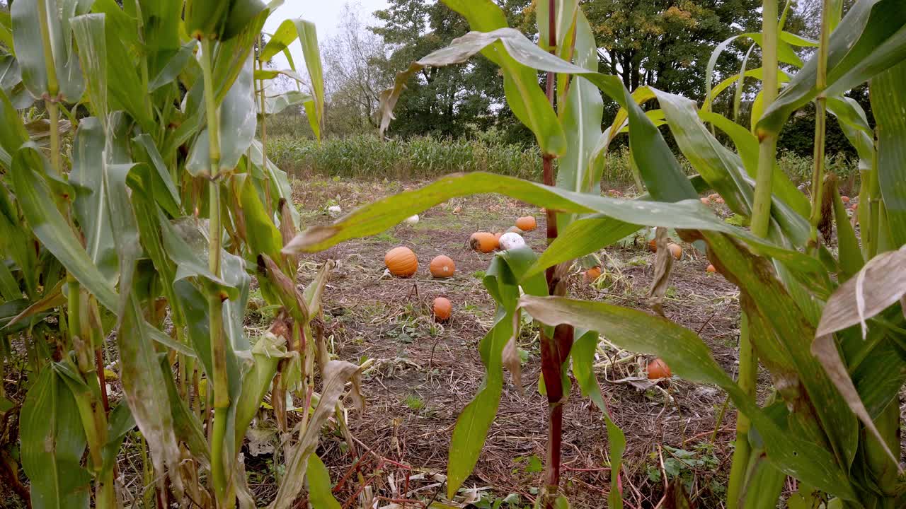 pan shot de calabazas de halloween a través del campo de maíz en otoño