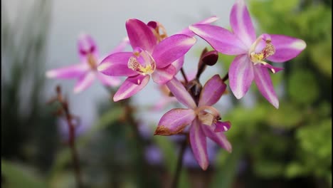 close-up of a pink orchid