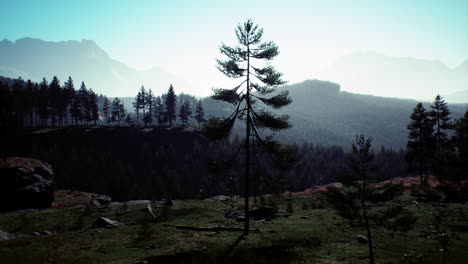 Pine-tree-forests-at-the-base-of-mountain-in-sunny-day-of-summer
