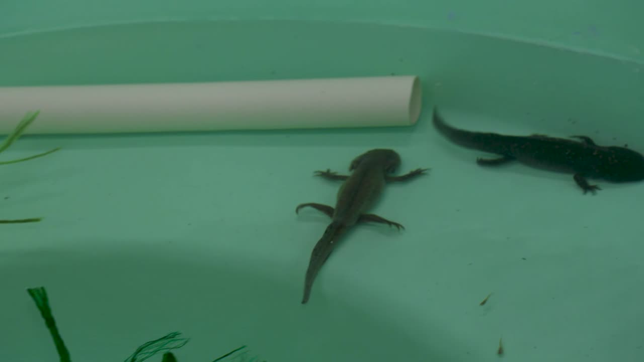 수조에서 수영하는 axolotl