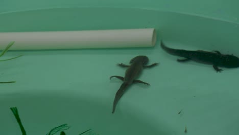 ajolote nadando en tanque de agua