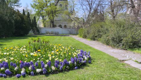 beautiful spring garden with tulips and hyacinths