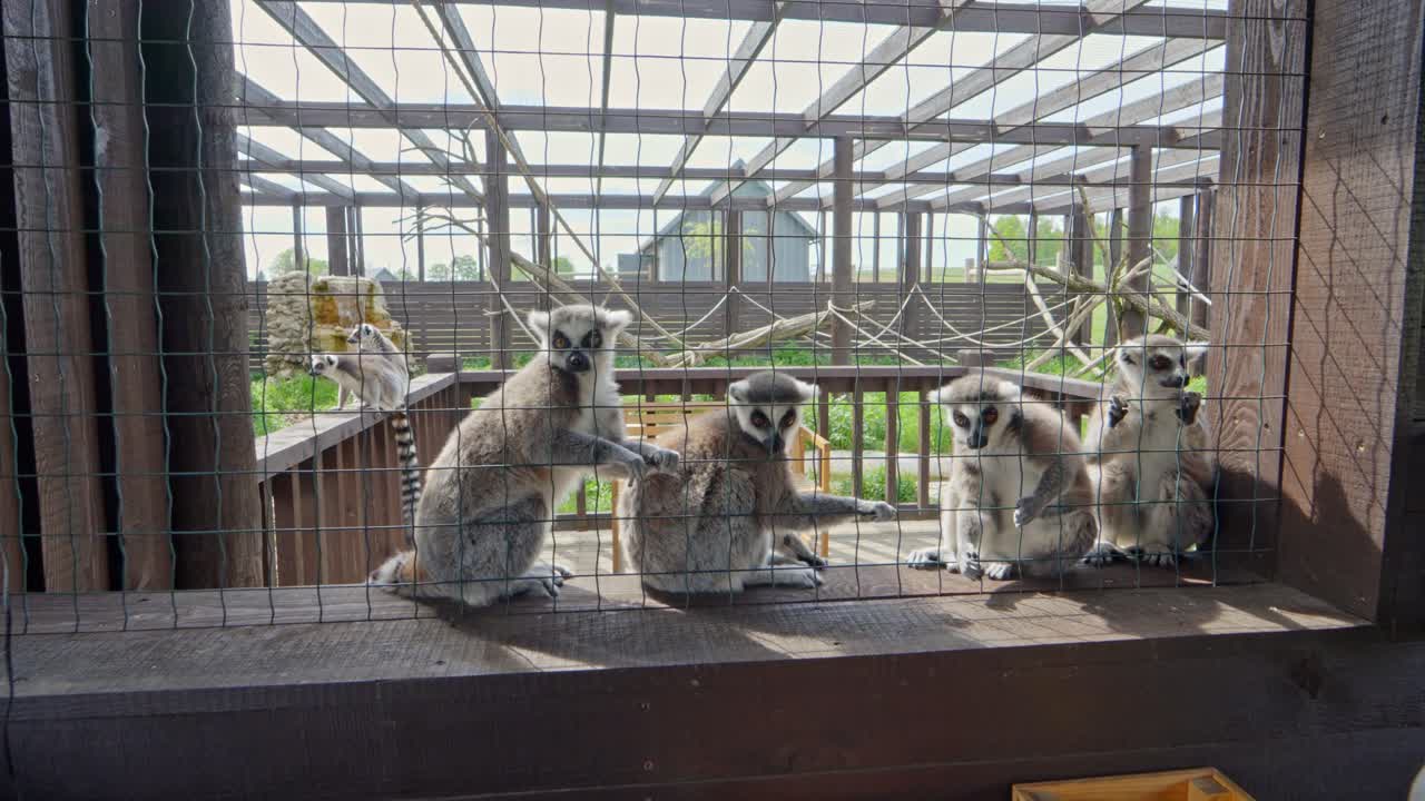 Group of ring-tailed lemurs resting behind mesh enclosure in outdoor animal park