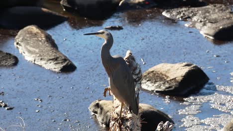 garza de cara blanca australiana encaramada en una pierna - toma de mano