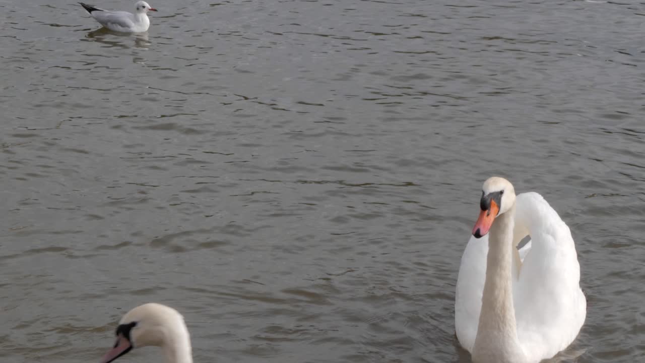 백조, 갈매기, 호수에서 미국 물닭의 슬로우 모션으로 촬영