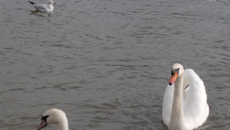 tiro en cámara lenta de cisne, gaviota y la focha americana en un lago