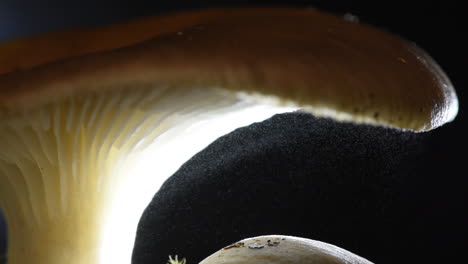 an oyster mushroom gently releasing millions of spores from the gills