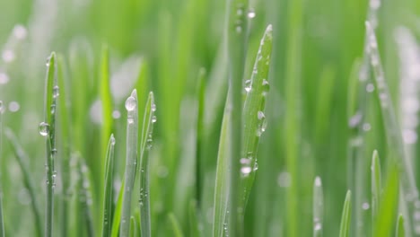 green grass close-up super macro shooting.