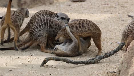 group of young meerkats cuddling and fighting on sandy area during sunny day,