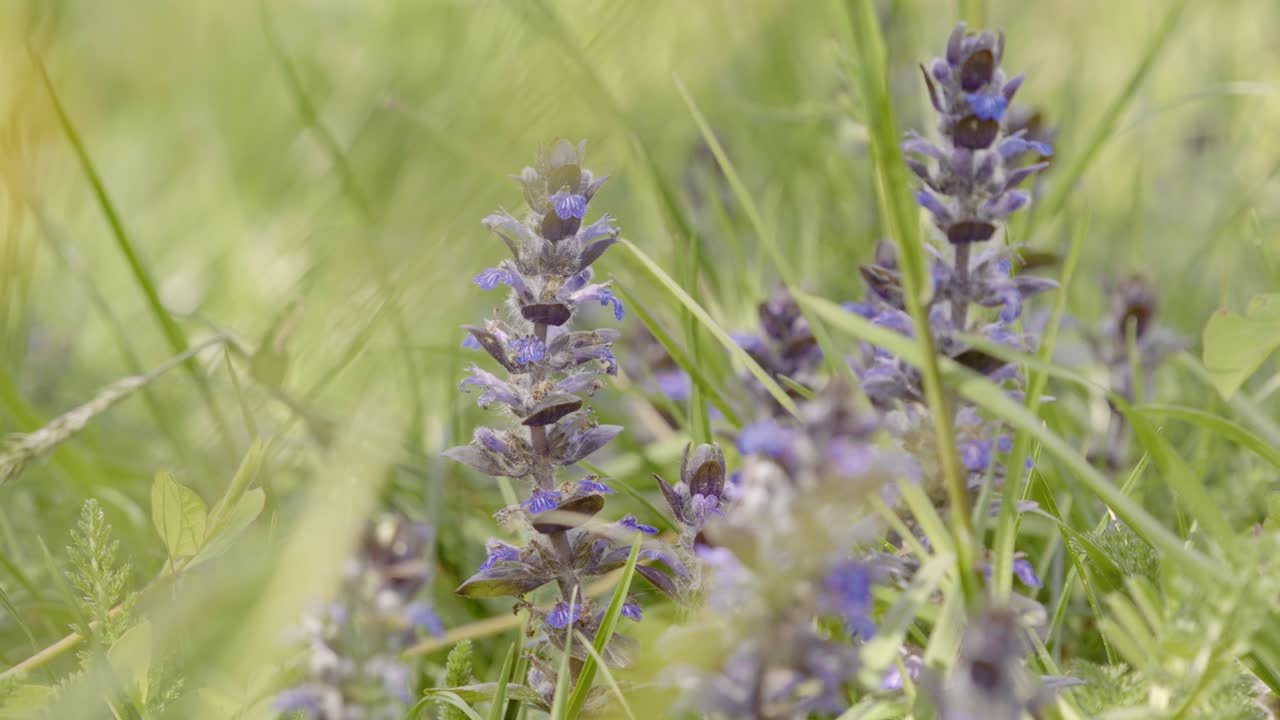 en un prado flores púrpuras