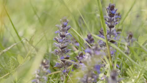 in a meadow  purple flowers