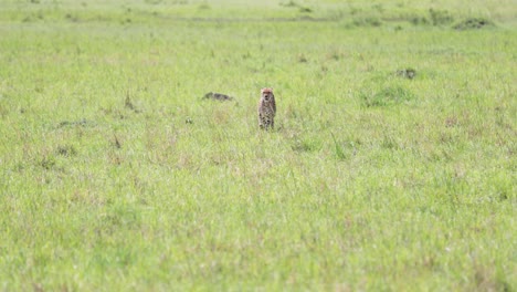 hembra de guepardo terminando una carrera de caza en la sabana oriental de kenia, tiro de seguimiento de la izquierda