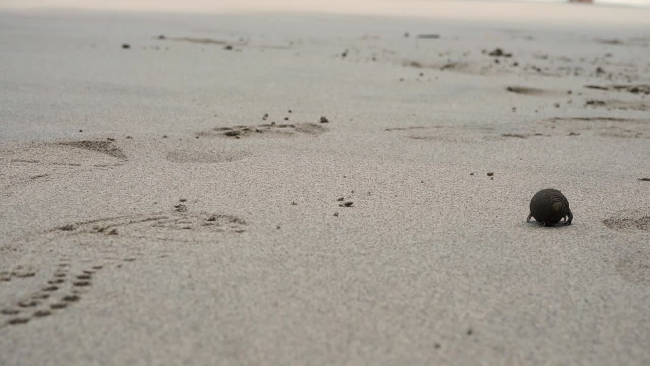 cangrejo ermitaño saliendo lentamente del marco en una playa de arena en costa rica